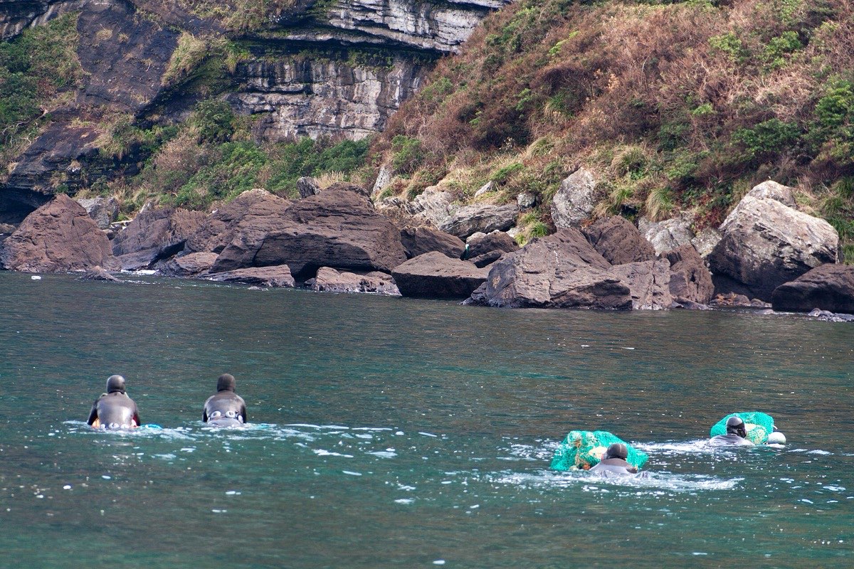 Jeju haenyeo divers swimming out to sea