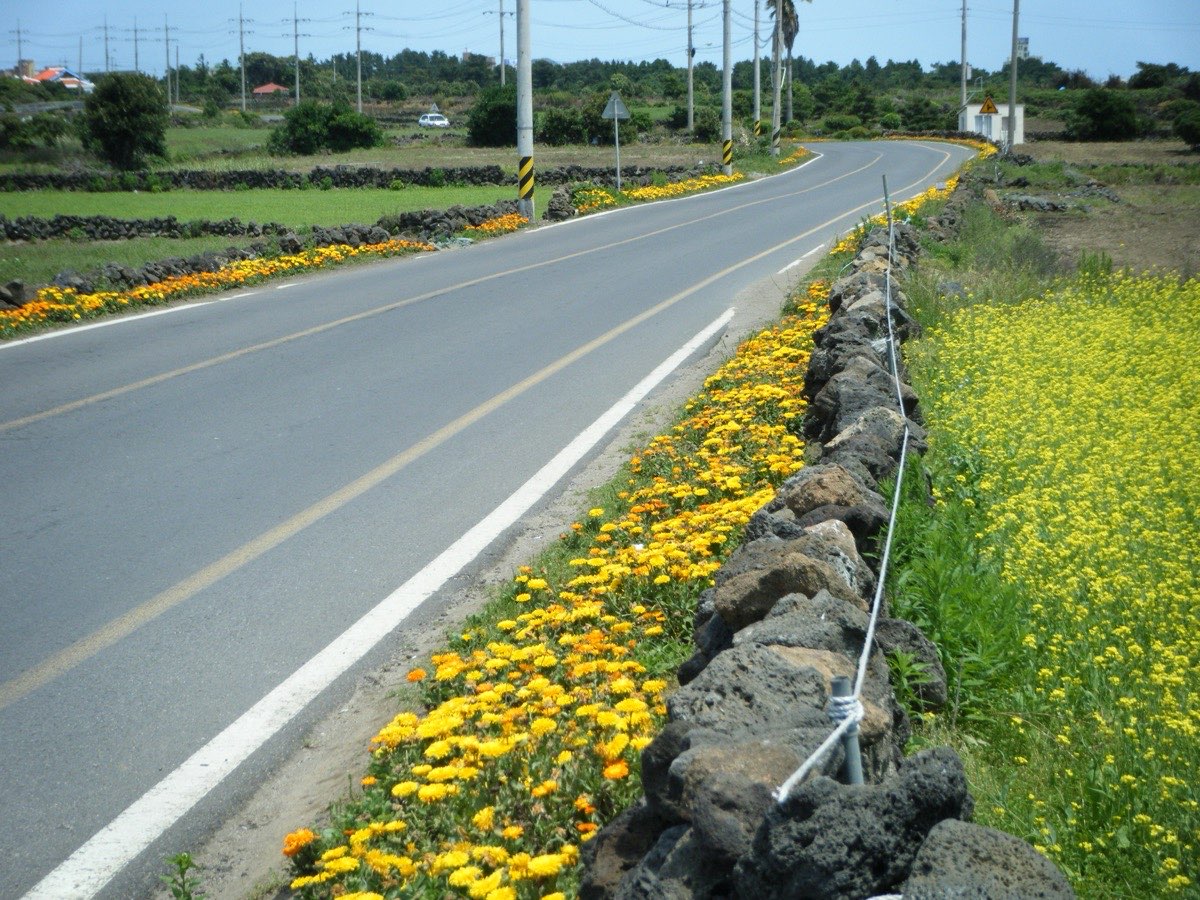 A country road in Jeju lined with basalt stone walls and yellow flowers