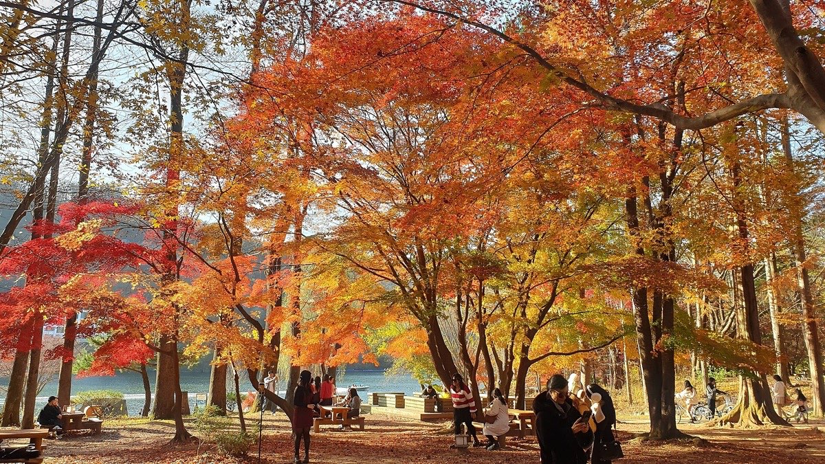 Red maples by the river on Nami Island in autumn