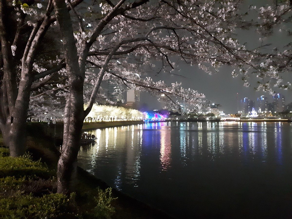 Cherry blossoms at night around Seokchon Lake in Jamsil