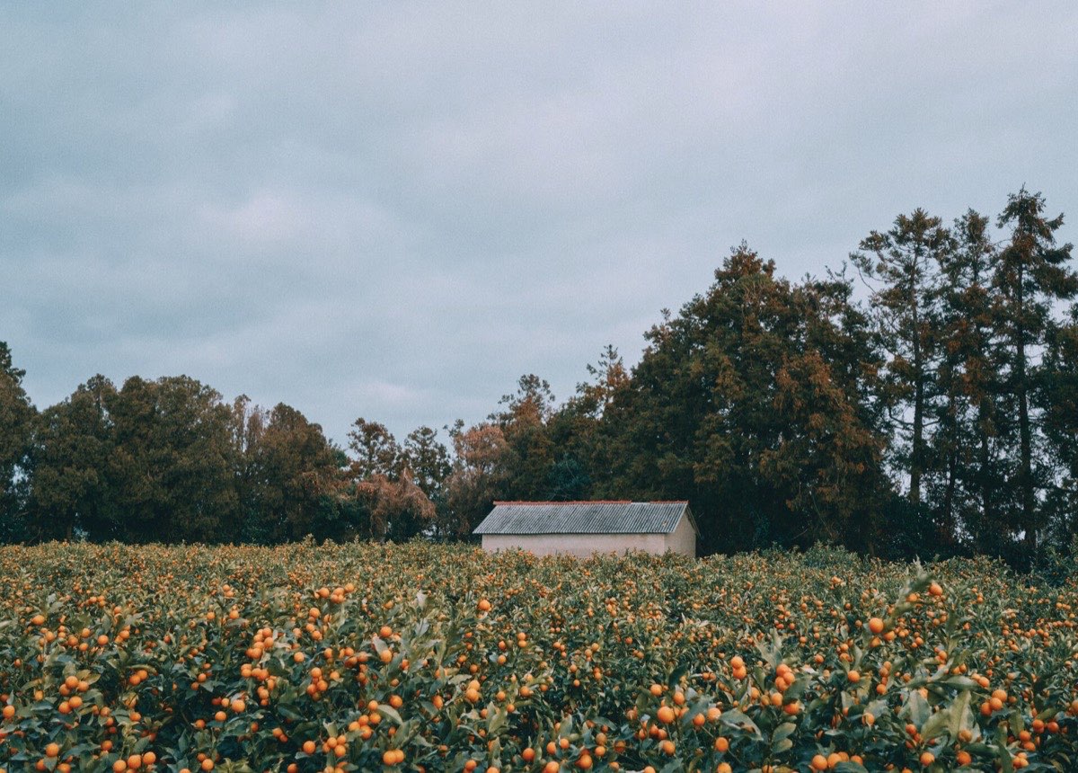 A tangerine orchard on the Jeju Olle Trail